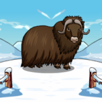 G2J Release The Musk Ox