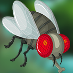 G4K Attractive fly Escape…