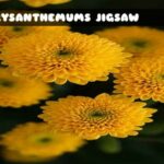 G2M Chrysanthemums Jigsaw