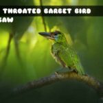 G2M Red Throated Barbet Bird Jigsaw