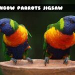 G2M Rainbow Parrots Jigsa…