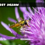 G2M Insect Jigsaw