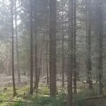 Sunlight Forest Adventure